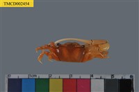 藏品(乳白南方招潮蟹)的圖片